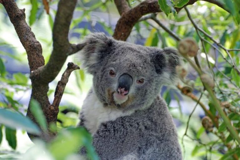 All Occasions Group - Koalas